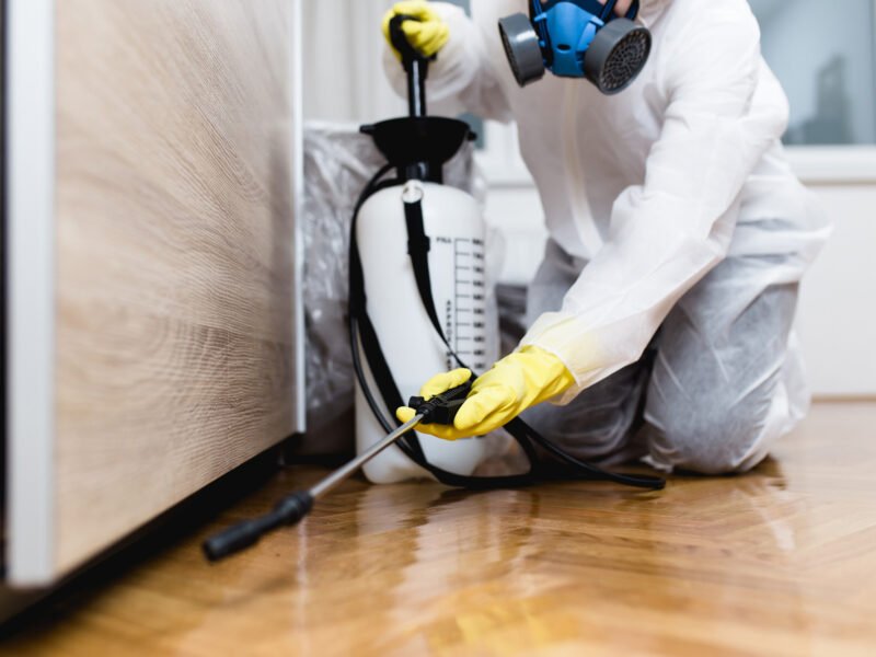 A pest controller does his job