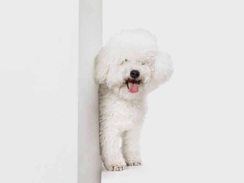Pet Door fixapply