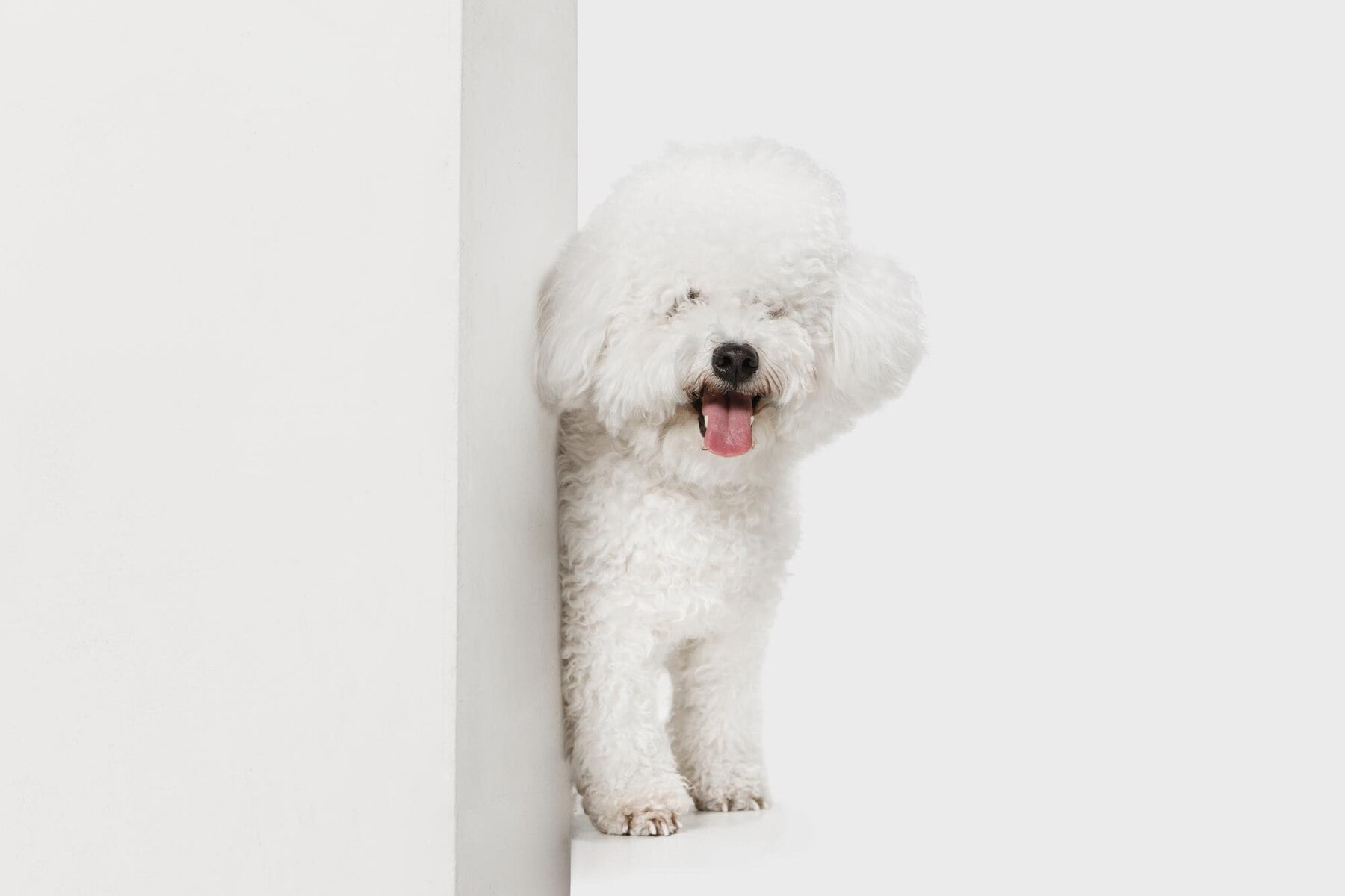 Pet Door fixapply
