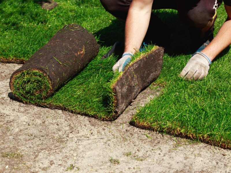 A gardener installs sod