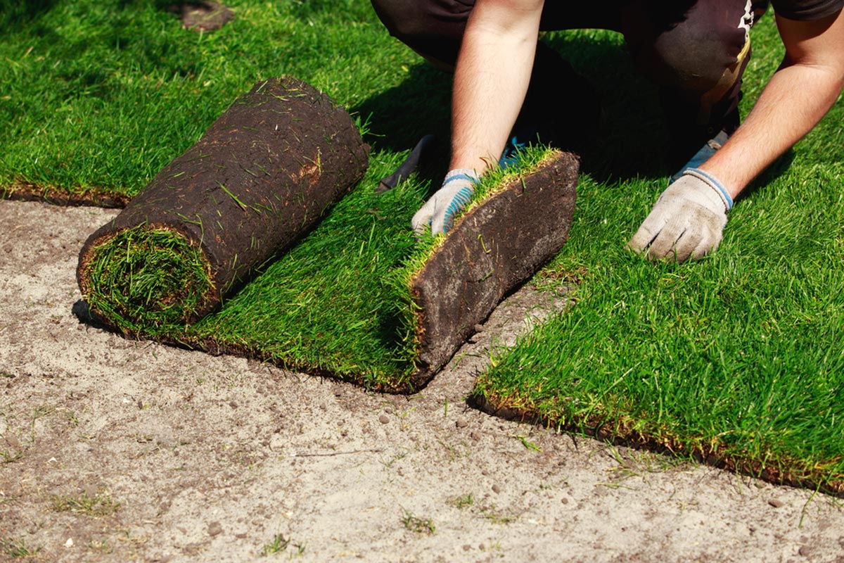 A gardener installs sod